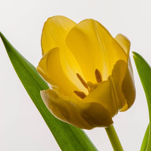 Yellow tulip (2/3)