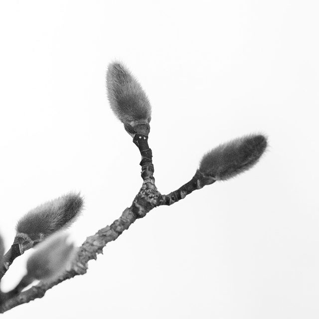 Magnolie in schwarz-weiß
