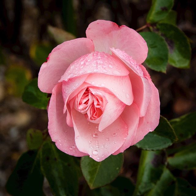 Rosenblüte im Regen