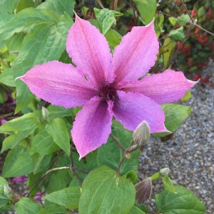 Clematis oder Waldrebe in lila